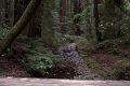 Myrray Wood 5